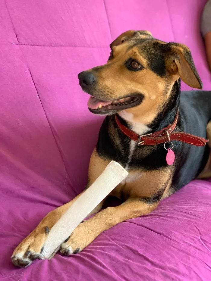 Cachorro ra a Srd idade  nome Filó