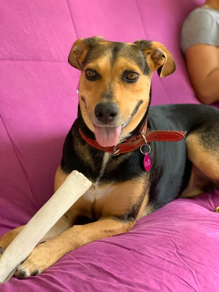Cachorro ra a Srd idade  nome Filó