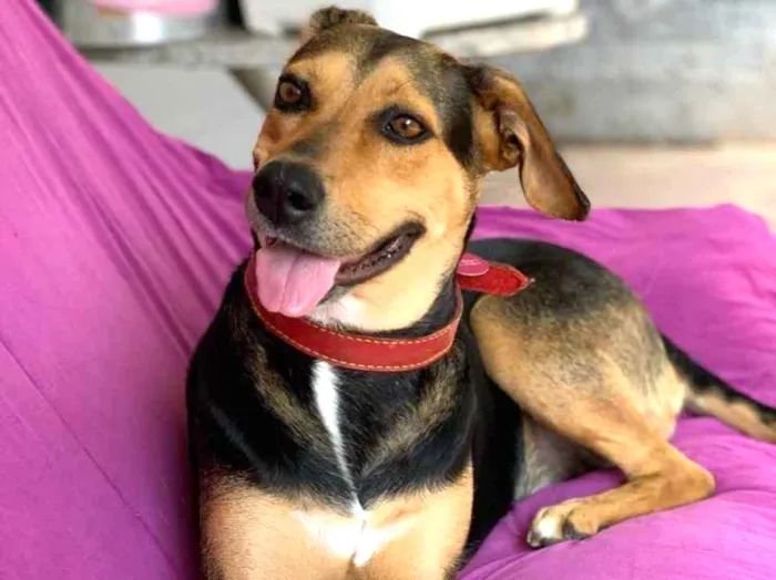 Cachorro ra a Srd idade  nome Filó