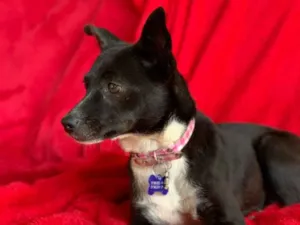 Cachorro raça Srd idade  nome Matilda