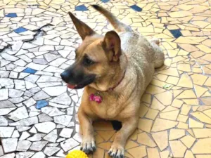 Cachorro raça Srd idade  nome Candy