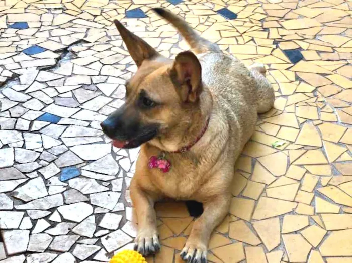 Cachorro ra a Srd idade  nome Candy