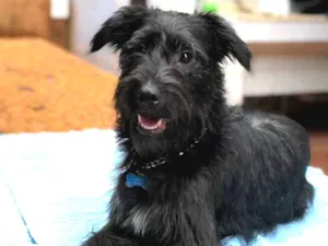 Cachorro raça Srd idade  nome Snoopy