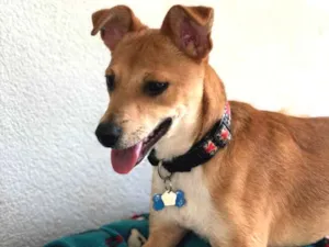 Cachorro raça Srd idade  nome Léo