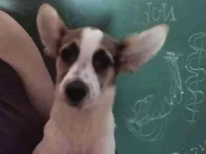 Cachorro raça SRD idade 2 a 6 meses nome Rowena