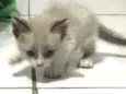 Gatinhos