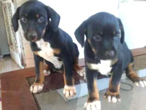 Cachorro raça Sem raca definida  idade 2 a 6 meses nome Pretinha