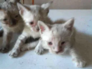 Gato raça Diferente idade 2 a 6 meses nome Os Fofinhos