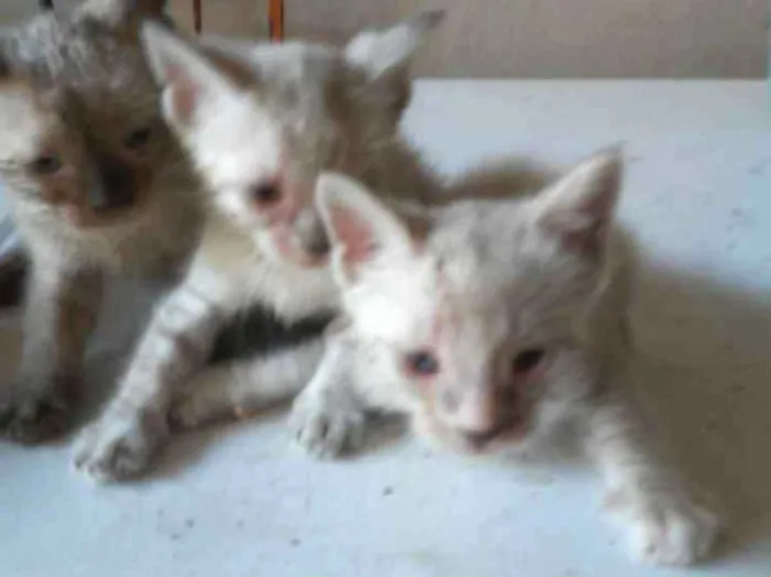 Gato ra a Diferente idade 2 a 6 meses nome Os Fofinhos