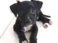 Pipoca