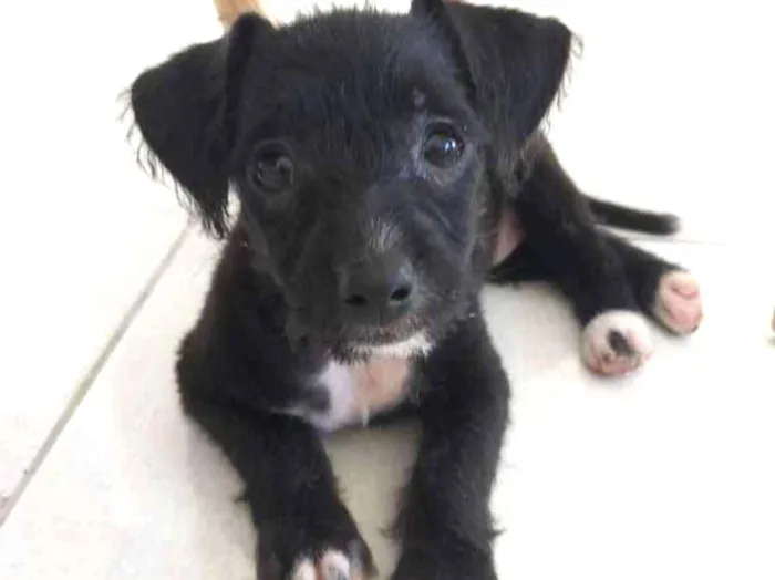 Cachorro ra a SRD idade Abaixo de 2 meses nome Pipoca