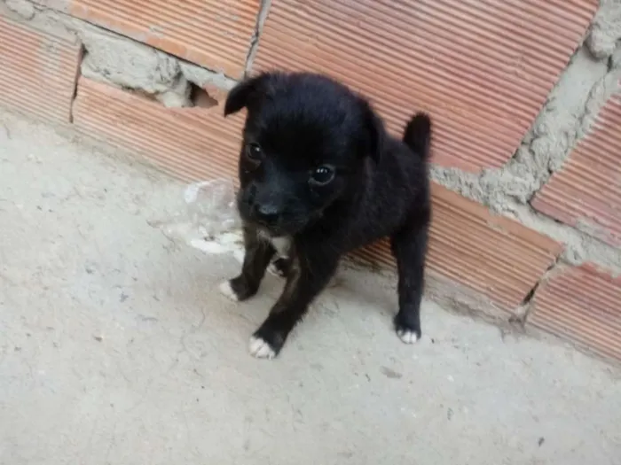 Cachorro raça Srd idade Abaixo de 2 meses nome Sem nome