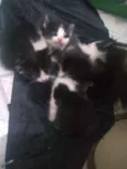 Gato