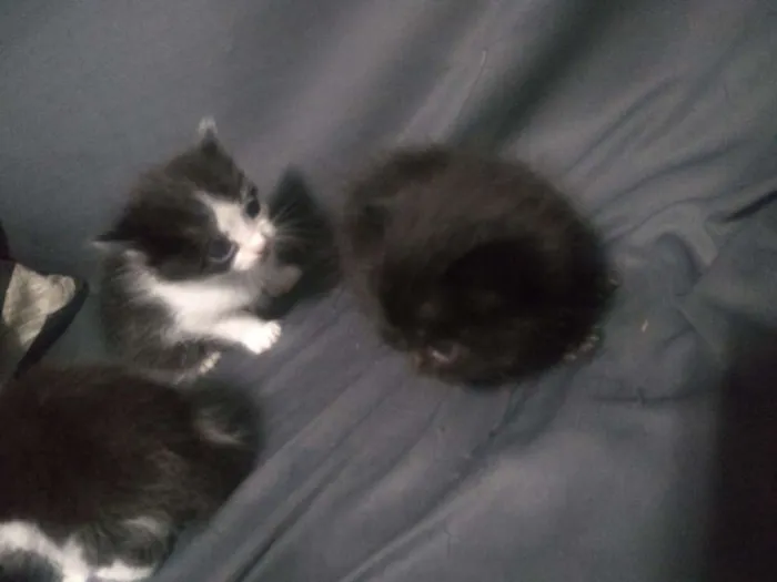 Gato ra a Siamês com persa idade Abaixo de 2 meses nome Gato
