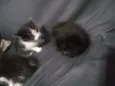 Gato