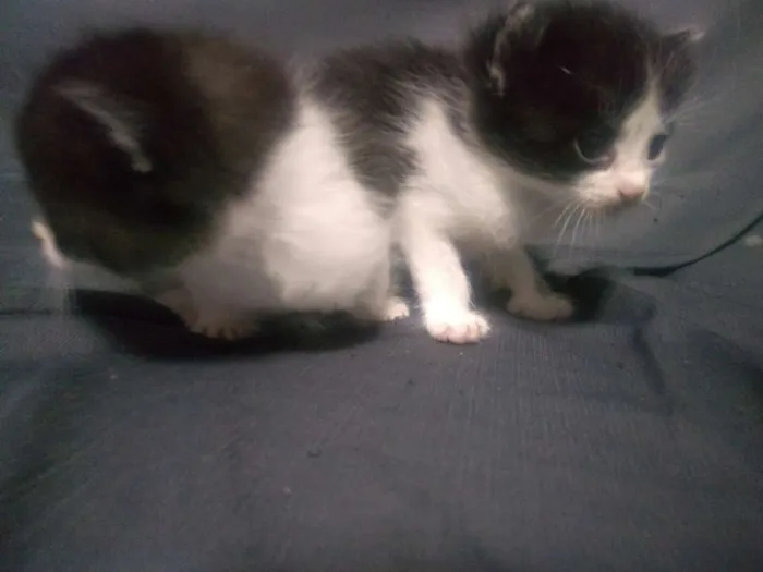 Gato ra a Siamês com persa idade Abaixo de 2 meses nome Gato