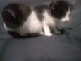 Gato