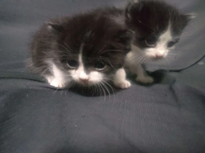 Gato ra a Siamês com persa idade Abaixo de 2 meses nome Gato