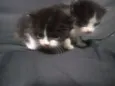 Gato