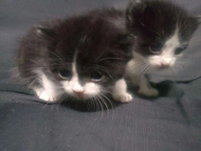 Gato ra a Siamês com persa idade Abaixo de 2 meses nome Gato