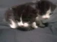 Gato