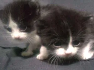 Gato raça Siamês com persa idade Abaixo de 2 meses nome Gato