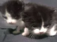 Gato