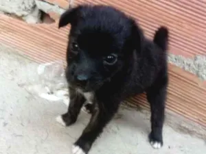 Cachorro raça Srd idade Abaixo de 2 meses nome Sem nome
