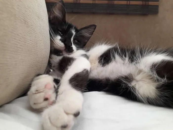 Gato raça  idade 2 a 6 meses nome Armim