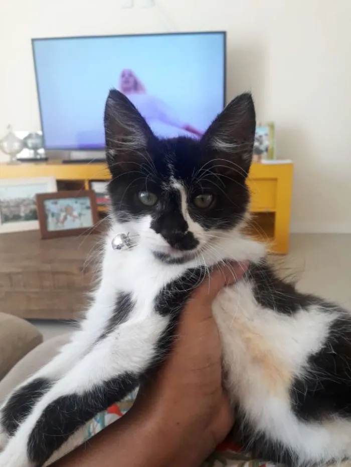 Gato raça  idade 2 a 6 meses nome Armim