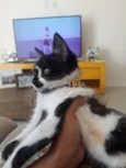 Armim