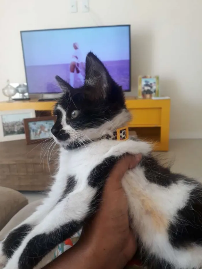 Gato raça  idade 2 a 6 meses nome Armim