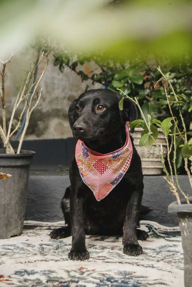 Cachorro ra a Srd idade 7 a 11 meses nome MEL