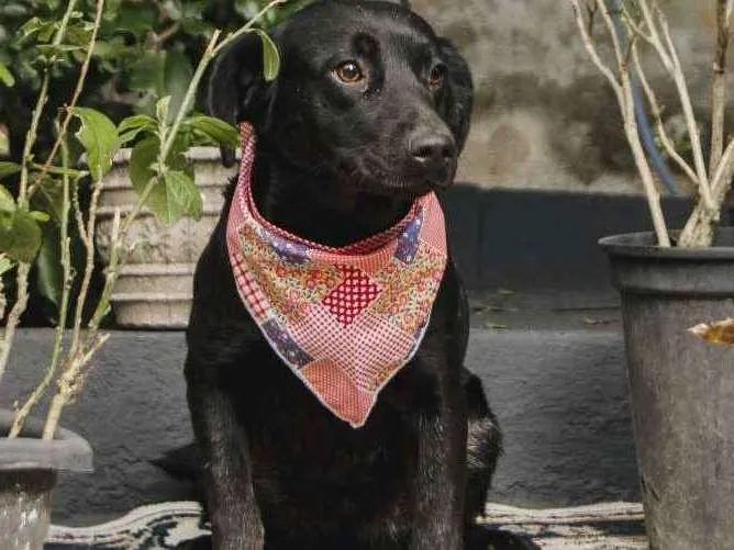 Cachorro ra a Srd idade 7 a 11 meses nome MEL