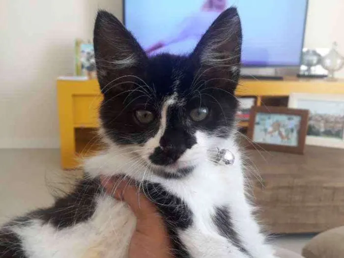 Gato raça  idade 2 a 6 meses nome Armim