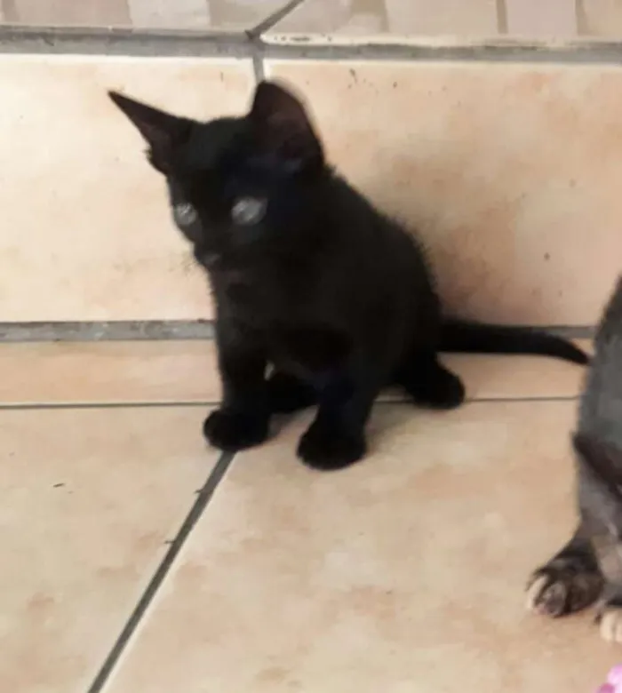 Gato raça  idade 2 a 6 meses nome Gatinhos filhotes 