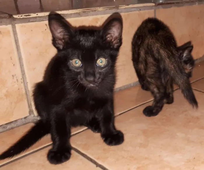 Gato raça  idade 2 a 6 meses nome Gatinhos filhotes 