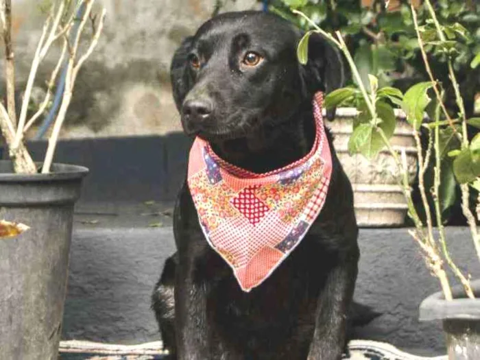 Cachorro ra a Srd idade 7 a 11 meses nome MEL