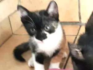 Gato raça  idade 2 a 6 meses nome Gatinhos filhotes 