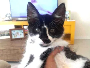 Gato raça  idade 2 a 6 meses nome Armim