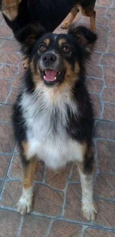 Cachorro ra a SRD idade 3 anos nome Benedito