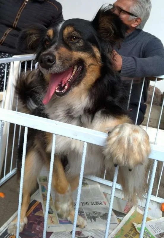 Cachorro ra a SRD idade 3 anos nome Benedito