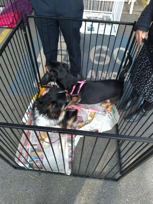 Cachorro ra a SRD idade 6 ou mais anos nome Maya