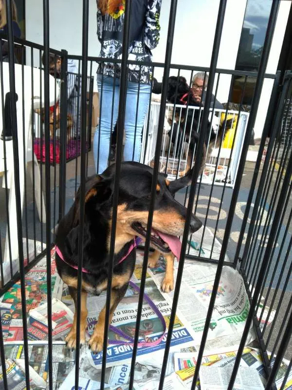 Cachorro ra a SRD idade 6 ou mais anos nome Maya
