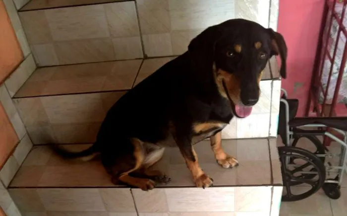 Cachorro ra a SRD idade 6 ou mais anos nome Maya