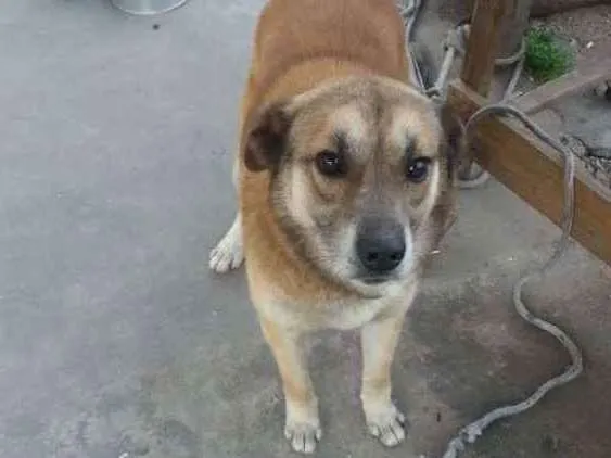 Cachorro ra a indefinida idade 4 anos nome Puff