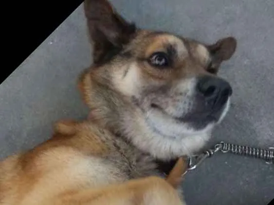 Cachorro ra a indefinida idade 4 anos nome Puff