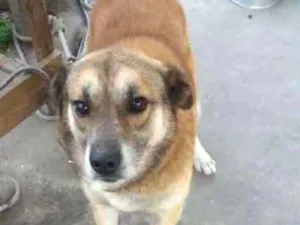 Cachorro raça indefinida idade 4 anos nome Puff