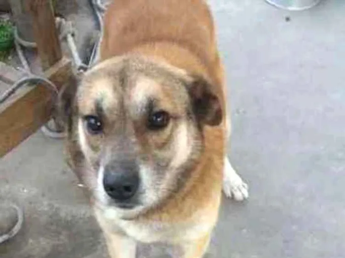 Cachorro ra a indefinida idade 4 anos nome Puff