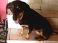 Maya